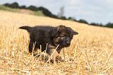 BERGER ALLEMAND 316